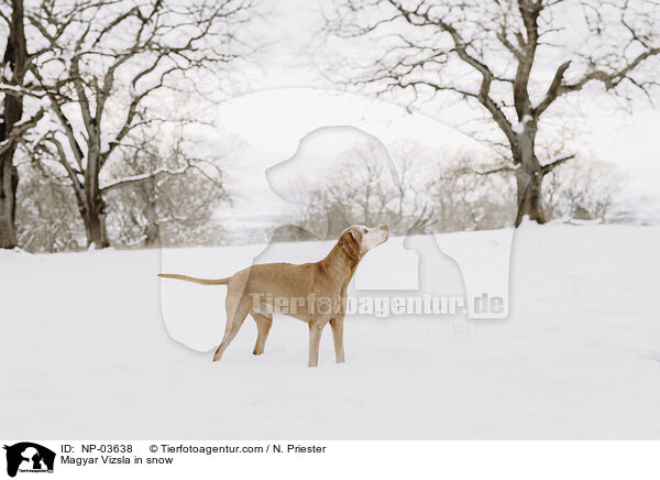 Magyar Vizsla im Schnee / Magyar Vizsla in snow / NP-03638