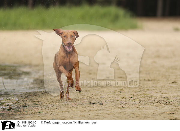 Magyar Vizsla / Magyar Vizsla / KB-19210