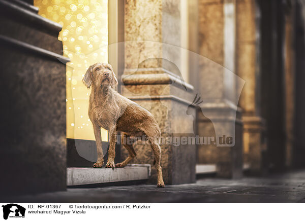 drahthaariger Magyar Vizsla / wirehaired Magyar Vizsla / RP-01367