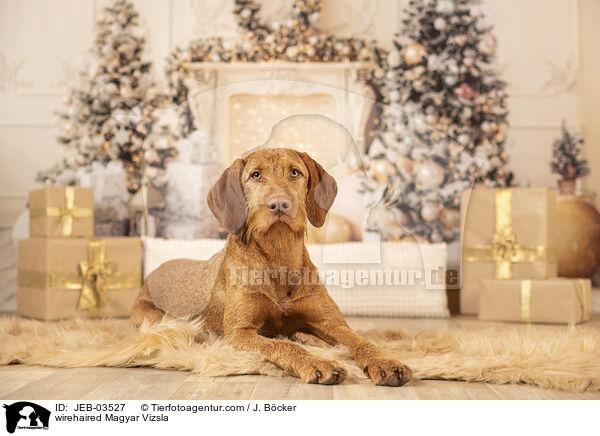 Magyar Vizsla Drahthaar / wirehaired Magyar Vizsla / JEB-03527