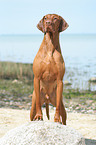 Magyar Vizsla at the beach