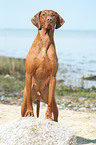 Magyar Vizsla at the beach