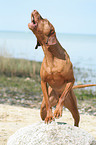 barking Magyar Vizsla