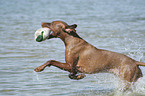 Magyar Vizsla at the beach