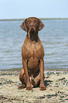 sitting Magyar Vizsla