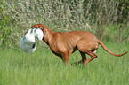 running Magyar Vizsla