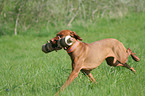 running Magyar Vizsla