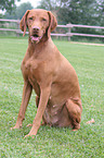 sitting Magyar Vizsla