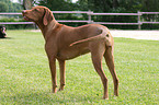 standing Magyar Vizsla