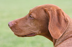 Magyar Vizsla Portrait