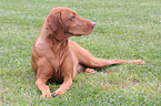 lying Magyar Vizsla