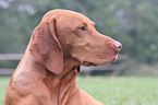 Magyar Vizsla Portrait