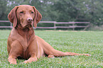 lying Magyar Vizsla