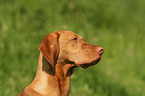 Magyar Vizsla Portrait