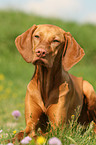 lying Magyar Vizsla