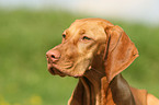 Magyar Vizsla Portrait