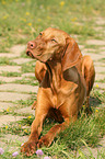 lying Magyar Vizsla