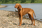 standing Magyar Vizsla