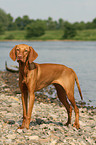 standing Magyar Vizsla