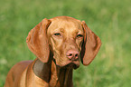 Magyar Vizsla Portrait