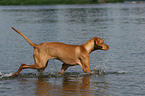 running Magyar Vizsla