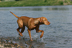 running Magyar Vizsla