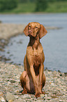 sitting Magyar Vizsla