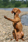 sitting Magyar Vizsla