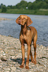 standing Magyar Vizsla