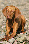 lying Magyar Vizsla