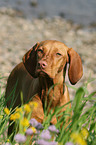 lying Magyar Vizsla