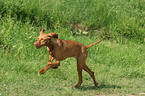 running Magyar Vizsla