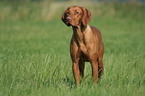 standing Magyar Vizsla