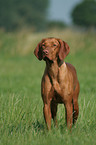 standing Magyar Vizsla