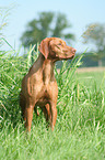 standing Magyar Vizsla