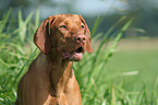 Magyar Vizsla Portrait