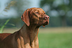 Magyar Vizsla Portrait