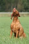 Magyar Vizsla on meadow