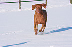 Magyar Vizsla