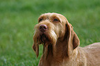 wirehaired Magyar Vizsla