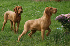 wirehaired Magyar Vizsla