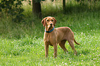 wirehaired Magyar Vizsla