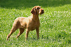 wirehaired Magyar Vizsla