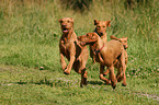 wirehaired Magyar Vizsla