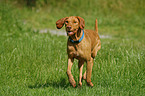 wirehaired Magyar Vizsla