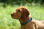 wirehaired Magyar Vizsla