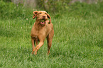 wirehaired Magyar Vizsla