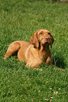 wirehaired Magyar Vizsla