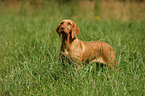 wirehaired Magyar Vizsla