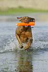 running shorthaired Magyar Vizsla